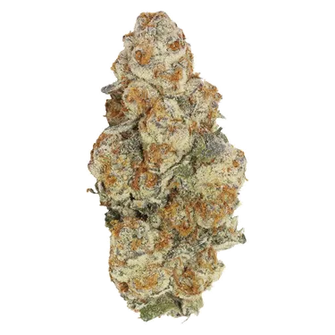 Carmel — Astronaut Status (3.5g)