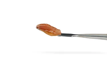Tribal — Bubble Up FSE (1 x 1g)
